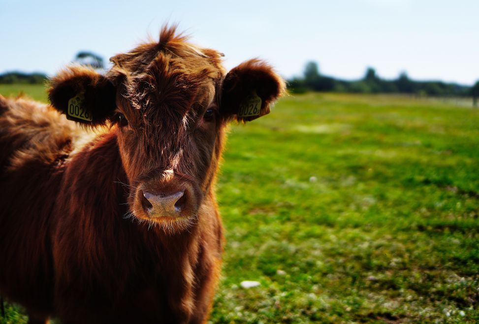 Healthy beef calves for export