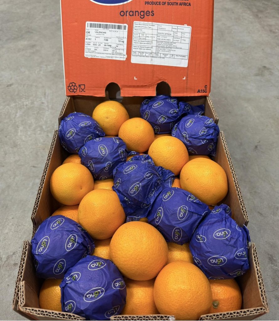 South African Seedless White Grapes | Fresh Table Grapes for Netherlands Importers