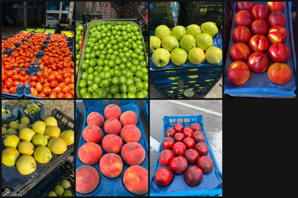 High Quality Fresh Fruits and Vegetables