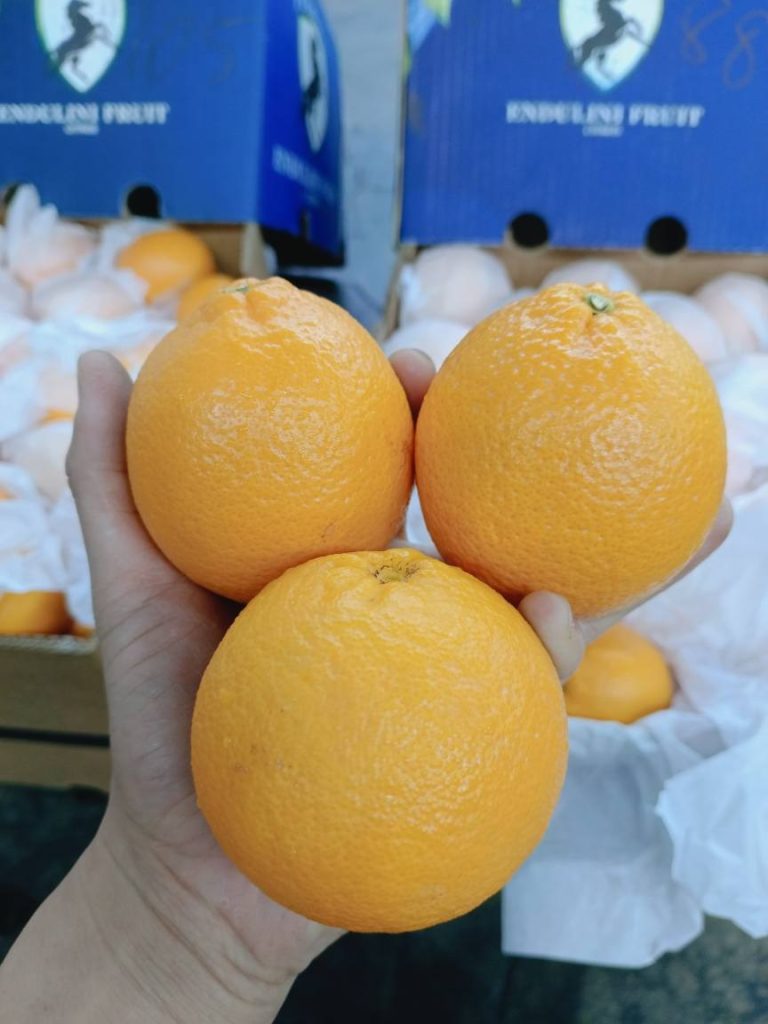 South African Valencia Oranges | Fresh Valencia Orange Export to Netherlands